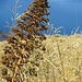 Flora am Weg
