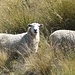 Wie so oft in Neuseeland: Schafe begleiten den Weg 