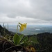 Aurikel mit Ausblick