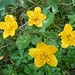 Vier Sumpfdotterblumen. Die untere hat Besuch...