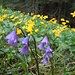 Farbenprächtige Wiese an der Käseralm