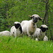 Schwarznasen-Schafe  freuen sich auf Besuch
