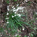 narcisi