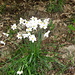 ancora narcisi