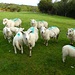 die Schafe erwarten wohl etwas von uns ...