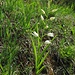Das Schwertblättrige Waldvögelein (Cephalanthera longifolia) im Seinsbachtal macht seinem Namen alle Ehre