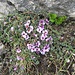 Gegenblättriger Steinbrech (Saxifraga oppositifolia) mit Kalkgrübchen an den Blattspitzen