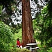 Sequoiadendron giganteum<br />Das gibt ein paar Streichhölzer