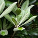 Rhodoendron Hybride Crete