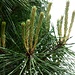 Pinus nigra x Piettich Brégeon