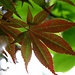 Acer palmatum Atropurpurea "Vera"