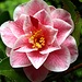 Camellia japonica Yurs Truly<br />eine der schönsten Camelien die ich gefunden habe.