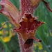 Blüte einer Blutroten Sommerwurz (Orobanche gracilis)<br /><br />Fiore di una Orobanche gracilis