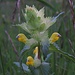Schöne Blüten: Der Zottige Klappertopf (Rhinanthus alectorolophus) ist eine Pflanzenart, die zur Familie der Sommerwurzgewächse (Orobanchaceae) gehört. (Kosmos Was blüht denn da?)<br /><br />Bei fiori: Rhinanthus alectorolophus