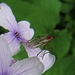 Filigranes Insekt auf einer Lunaria rediviva/Mondviole<br /><br />Un insetto filigrano su una Lunaria rediviva