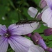 Mondviole mit Insektenbesuch<br /><br />Lunaria rediviva con un insetto