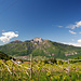 Weinreben im Trentino