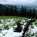 Frierendes Alpaca auf Alp Vorder Mülimoos