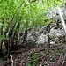 die rote Markierung am Baum und der Pfeil weisen auf bekannte, [u kopfsalat]s, Spuren