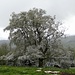 alter schöner Baum - mit leichter Neuschneeauflage