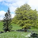 die erste Anhöhe zum Schwang: dekorativ die Bäume mit Schneeresten auf sattgrüner Wiese