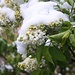Im Mai 2013 nach einem erneuten Wintereinbruch: Gemeiner Flieder (Syringa vulgaris) mit Schneekappe.