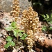 <b>Orobanche: una delle poche piante non fotosintetiche.<br />Rettifica: è la Neottia nidus-avis.</b>
