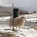 Bei Miðvágur - Mittlerweile haben wir im zweiten Versuch von Gjógv aus die Insel Vágar erreicht. Noch herrscht hier halbwegs gutes Wetter. Das Schaf stellt sich übrigens nicht vorsorglich vor dem nahenden Unwetter unter, vielmehr dienen die Abfallbehälter als bevorzugte "Fellpflegestationen".