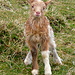 Unterwegs auf Mykines - Immer wieder begegnet man Schafen, zurzeit auch vielen neugeborenen Lämmern. Dieses ist noch ganz wackelig auf den Beinen und schaut auch ein bisschen zerknittert ;-).  