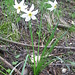 Narcissus poeticus,Amaryllidaceae. Il pendio sottostante Corte del Piano ne è pieno.