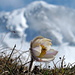 die  Frühlings Anemonen auf  2300 m haben unter dem kalten Wetter gelitten (dahinter  Gärsthorn)