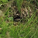Feldgrille (Gryllus campestris)