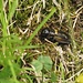 Feldgrille (Gryllus campestris)