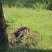 Misteldrossel (Turdus viscivorus)