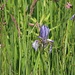 Lilie ??? Sibirische Schwertlilie (Iris sibirica)