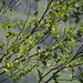 Sumpfrohrsänger (Acrocephalus palustris)<br /><br />Er lieferte sich mit einem anderen, nicht mehr als 10m entfernten Sumpfrohrsänger ein Duett oder wohl genauer Duell. Dazu flog er nach längerem Gesang aus dem Schilf auf diesen Baum, wohl um zu sehen, wo sein Konkurrent war oder um diesen von hier oben noch stärker übertönen zu können. 