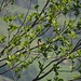 Sumpfrohrsänger (Acrocephalus palustris)