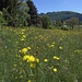 Primavera in ritardo anche a Meride...