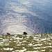 Unterwegs auf Mykines - Wie so oft: mit Meerblick und begleitet von Schafen.
