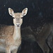 Selbst den Tieren im [http://www.erlen-verein.ch/ Tierpark Lange Erlen] ist das Wetter zu feucht und sie bleiben lieber drinnen im Trockenen