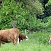 Kuh mit 1 1/2 Hörnern am Hirtenhof