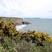 Ajoncs et falaises