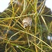 Spitzhornschnecke im Seerosenweiher