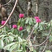  Rododendro Himalayano