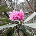  Rododendra Himalayano