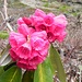  Rododendro Himalayano