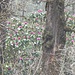  Bosco di Rododendro Himalayano