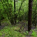 Aufstieg durch lichten Wald.