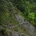 Wildspuren.