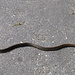 Eine Schlange sonnt sich auf der Strasse...